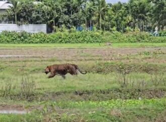 নগাঁৱত বানৰ মাজতে বনৰজাৰ সন্ত্ৰাস, নাহৰফুটুকীৰ আক্ৰমণত আহত দুজন
